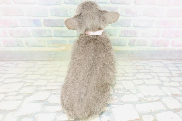 神奈川県のロシアンブルー (Coo&RIKU日吉店/2026年5月13日生まれ/男の子/ブルー)の子猫の4枚目の画像