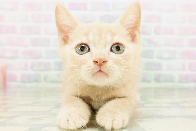 ワンちゃん・ネコちゃん(子犬・子猫)検索結果 | ペットショップCoo＆RIKU