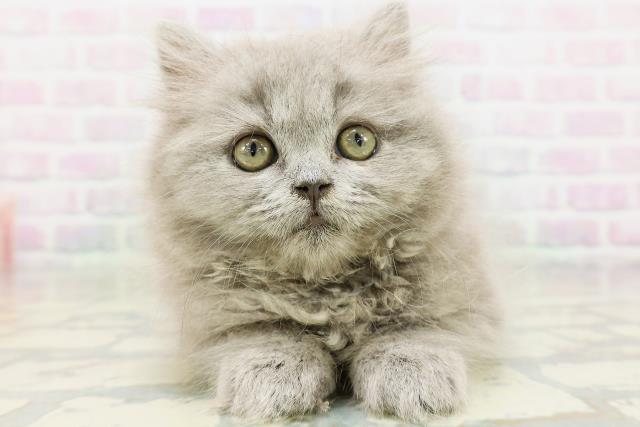 神奈川県のブリティッシュロングヘアー (Coo&RIKU日吉店/2026年5月13日生まれ/女の子/ブルー)の子猫の1枚目の画像