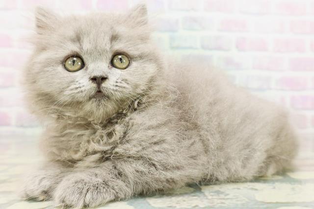 神奈川県のブリティッシュロングヘアー (Coo&RIKU日吉店/2026年5月13日生まれ/女の子/ブルー)の子猫の2枚目の画像