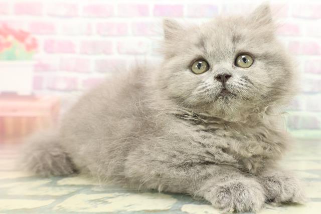 神奈川県のブリティッシュロングヘアー (Coo&RIKU日吉店/2026年5月13日生まれ/女の子/ブルー)の子猫の3枚目の画像