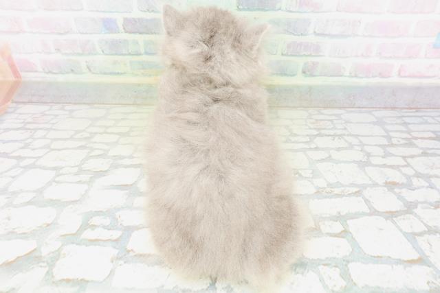 神奈川県のブリティッシュロングヘアー (Coo&RIKU日吉店/2026年5月13日生まれ/女の子/ブルー)の子猫の4枚目の画像