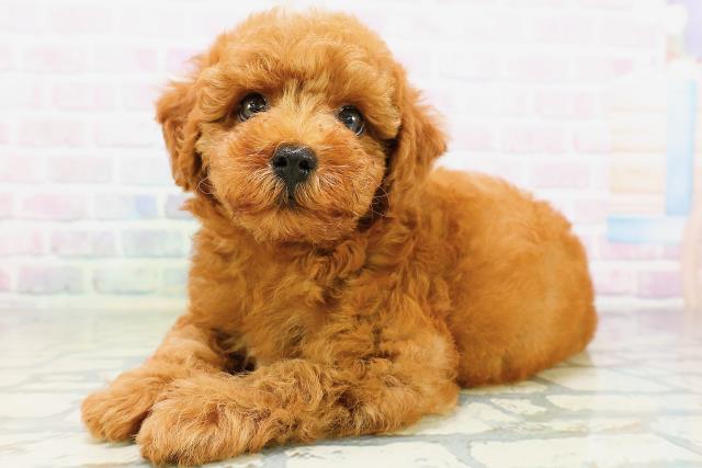 神奈川県のトイプードル(トイ) (Coo&RIKU横浜港南台店/2026年5月18日生まれ/男の子/レッド)の子犬の2枚目の画像