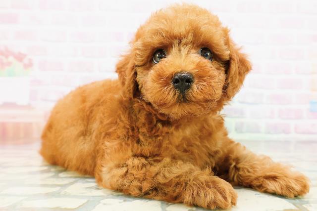 神奈川県のトイプードル(トイ) (Coo&RIKU横浜港南台店/2026年5月18日生まれ/男の子/レッド)の子犬の3枚目の画像