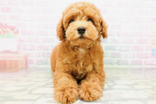 群馬県のトイプードル(トイ) (Coo&RIKU高崎店/2026年5月18日生まれ/男の子/レッド)の子犬の1枚目の画像