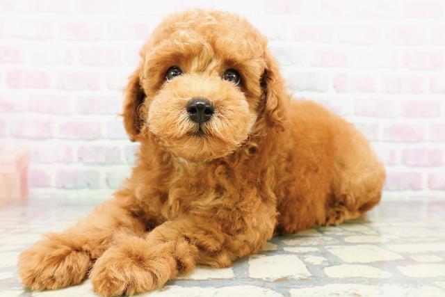 群馬県のトイプードル(トイ) (Coo&RIKU高崎店/2026年5月18日生まれ/男の子/レッド)の子犬の2枚目の画像