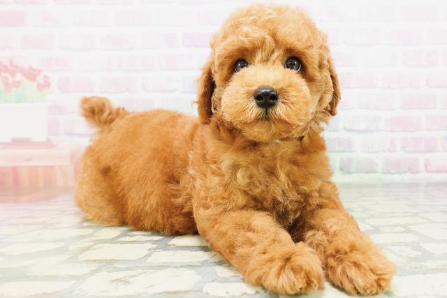 群馬県のトイプードル(トイ) (Coo&RIKU高崎店/2026年5月18日生まれ/男の子/レッド)の子犬の3枚目の画像
