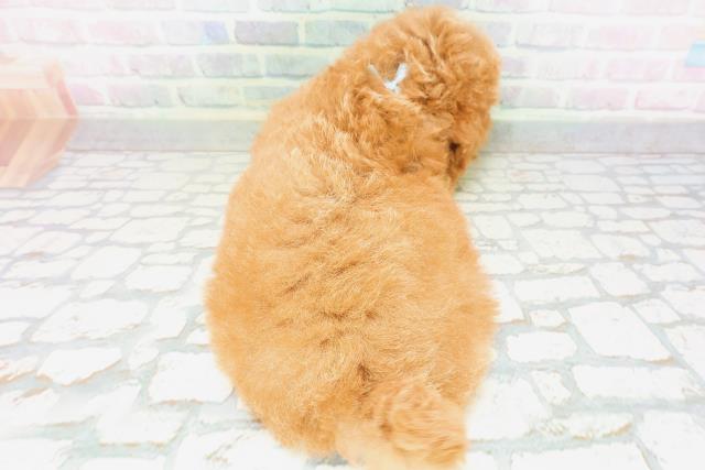 群馬県のトイプードル(トイ) (Coo&RIKU高崎店/2026年5月18日生まれ/男の子/レッド)の子犬の4枚目の画像
