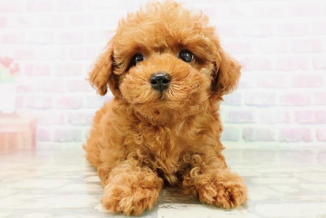 東京都のトイプードル(トイ) (Coo&RIKU立川店/2026年5月18日生まれ/女の子/レッド)の子犬の1枚目の画像
