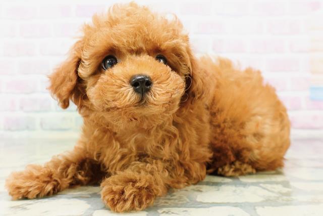 東京都のトイプードル(トイ) (Coo&RIKU立川店/2026年5月18日生まれ/女の子/レッド)の子犬の2枚目の画像