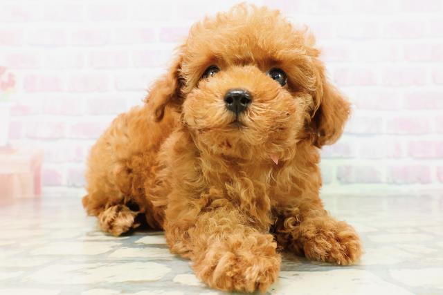東京都のトイプードル(トイ) (Coo&RIKU立川店/2026年5月18日生まれ/女の子/レッド)の子犬の3枚目の画像