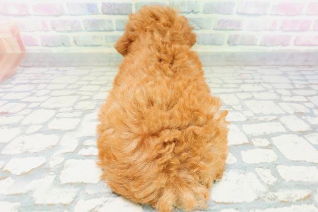 東京都のトイプードル(トイ) (Coo&RIKU立川店/2026年5月18日生まれ/女の子/レッド)の子犬の4枚目の画像