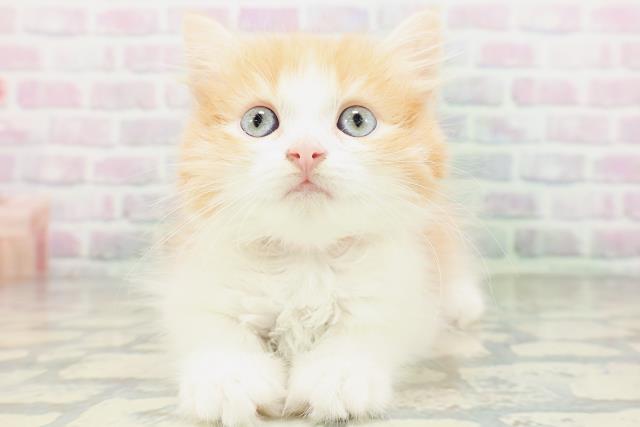 群馬県のラガマフィン (Coo&RIKU前橋店/2026年5月18日生まれ/女の子/レッドタビーホワイト)の子猫の1枚目の画像