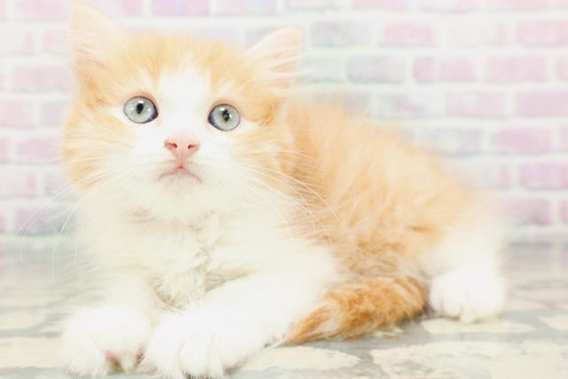 ラガマフィンの子猫一覧｜ペットショップCoo＆RIKU