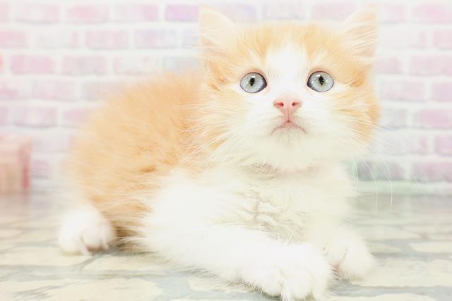 群馬県のラガマフィン (Coo&RIKU前橋店/2026年5月18日生まれ/女の子/レッドタビーホワイト)の子猫の3枚目の画像