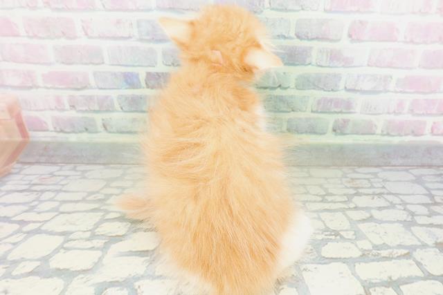 群馬県のラガマフィン (Coo&RIKU前橋店/2026年5月18日生まれ/女の子/レッドタビーホワイト)の子猫の4枚目の画像