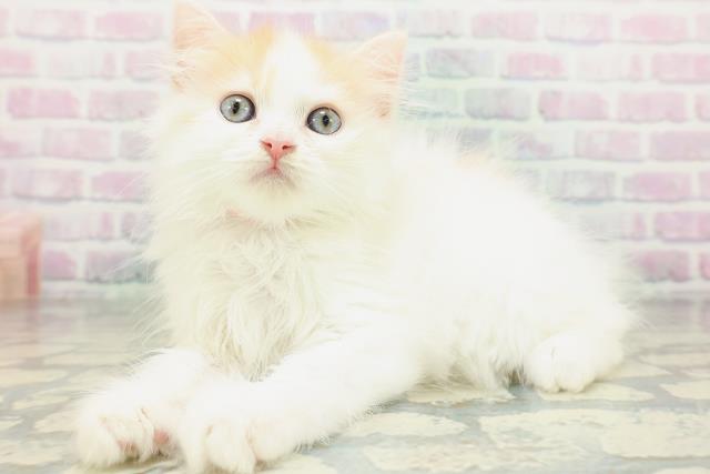 東京都のラガマフィン (Coo&RIKU八王子西店/2026年5月18日生まれ/女の子/レッドタビーホワイト)の子猫の2枚目の画像