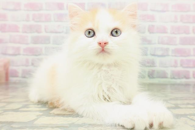 東京都のラガマフィン (Coo&RIKU八王子西店/2026年5月18日生まれ/女の子/レッドタビーホワイト)の子猫の3枚目の画像