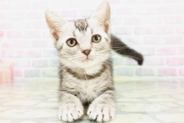 東京都のアメリカンショートヘアー (Coo&RIKU福生店/2026年5月15日生まれ/女の子/シルバータビー)の子猫の1枚目の画像