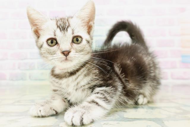 東京都のアメリカンショートヘアー (Coo&RIKU福生店/2026年5月15日生まれ/女の子/シルバータビー)の子猫の2枚目の画像