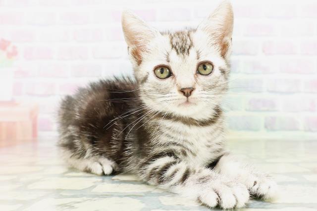 東京都のアメリカンショートヘアー (Coo&RIKU福生店/2026年5月15日生まれ/女の子/シルバータビー)の子猫の3枚目の画像
