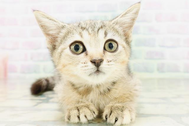 神奈川県のマンチカン (Coo&RIKU平塚店/2026年5月11日生まれ/女の子/ブラウンパッチドタビー)の子猫の1枚目の画像