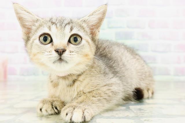 神奈川県のマンチカン (Coo&RIKU平塚店/2026年5月11日生まれ/女の子/ブラウンパッチドタビー)の子猫の2枚目の画像