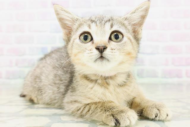 神奈川県のマンチカン (Coo&RIKU平塚店/2026年5月11日生まれ/女の子/ブラウンパッチドタビー)の子猫の3枚目の画像