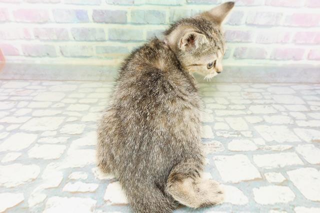 神奈川県のマンチカン (Coo&RIKU平塚店/2026年5月11日生まれ/女の子/ブラウンパッチドタビー)の子猫の4枚目の画像