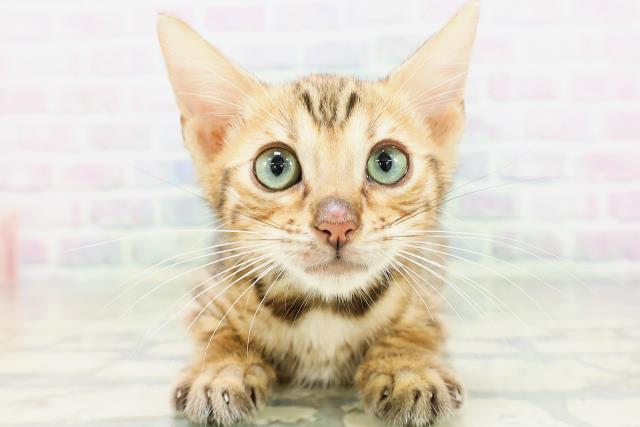 神奈川県のベンガル (Coo&RIKU平塚店/2026年4月30日生まれ/男の子/ブラウンスポットタビー)の子猫の1枚目の画像