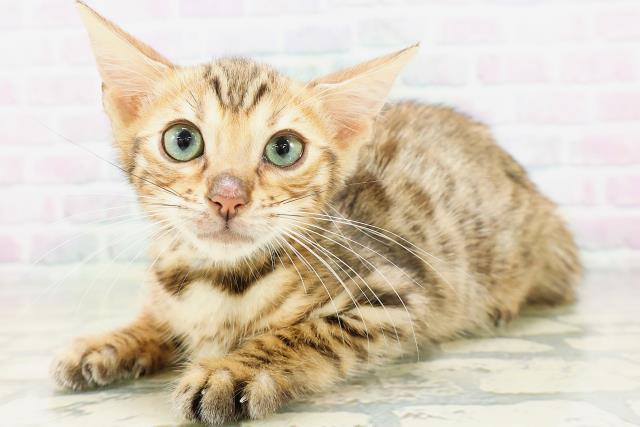 神奈川県のベンガル (Coo&RIKU平塚店/2026年4月30日生まれ/男の子/ブラウンスポットタビー)の子猫の2枚目の画像