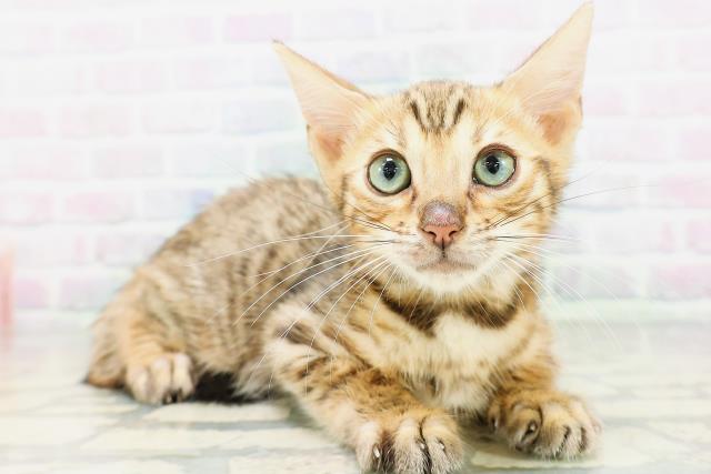 神奈川県のベンガル (Coo&RIKU平塚店/2026年4月30日生まれ/男の子/ブラウンスポットタビー)の子猫の3枚目の画像
