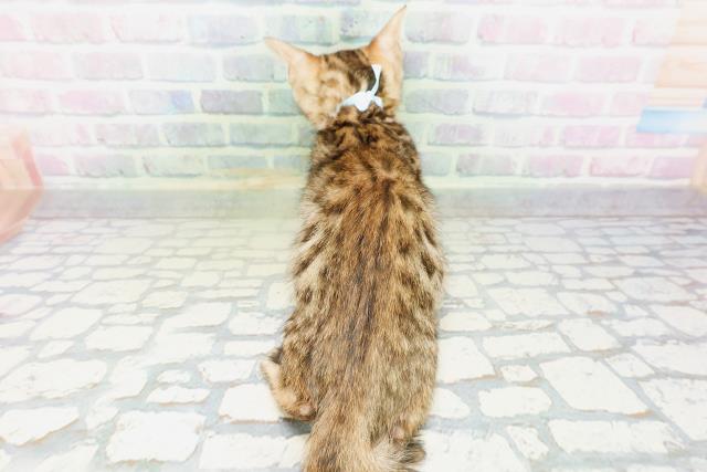 神奈川県のベンガル (Coo&RIKU平塚店/2026年4月30日生まれ/男の子/ブラウンスポットタビー)の子猫の4枚目の画像