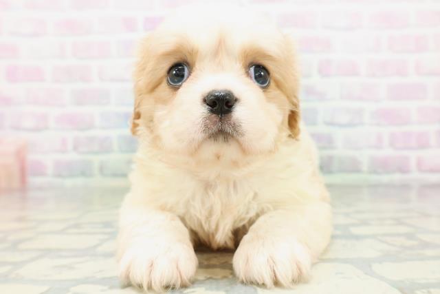 東京都のハーフ犬・ミックス犬 (Coo&RIKU新小岩店/2026年5月21日生まれ/女の子/ホワイトクリーム)の子犬の1枚目の画像