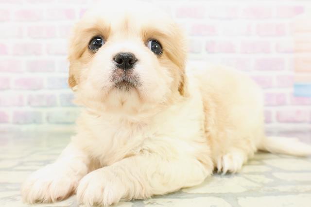 東京都のハーフ犬・ミックス犬 (Coo&RIKU新小岩店/2026年5月21日生まれ/女の子/ホワイトクリーム)の子犬の2枚目の画像