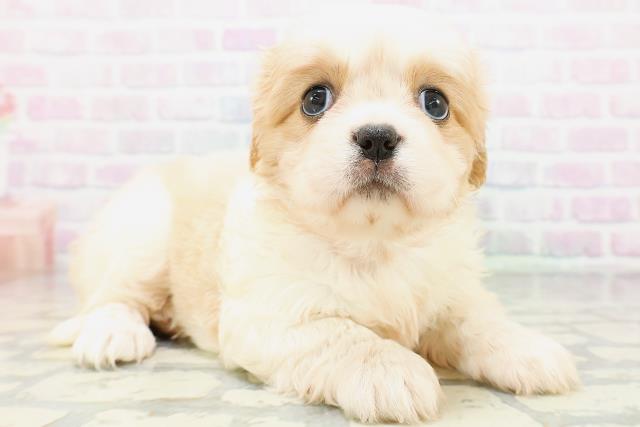 東京都のハーフ犬・ミックス犬 (Coo&RIKU新小岩店/2026年5月21日生まれ/女の子/ホワイトクリーム)の子犬の3枚目の画像