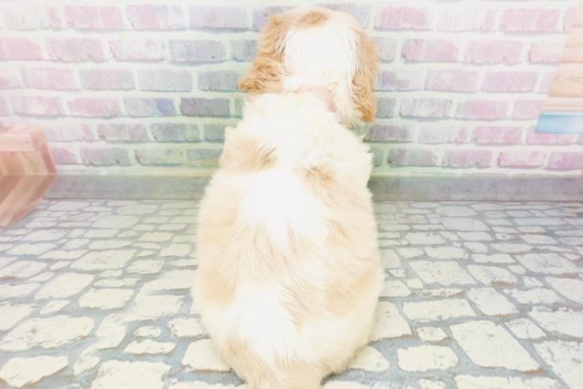 東京都のハーフ犬・ミックス犬 (Coo&RIKU新小岩店/2026年5月21日生まれ/女の子/ホワイトクリーム)の子犬の4枚目の画像