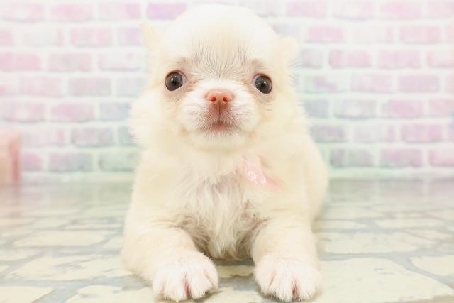 東京都のチワワ(ロング) (Coo&RIKU八王子西店/2026年5月14日生まれ/女の子/クリーム)の子犬の1枚目の画像