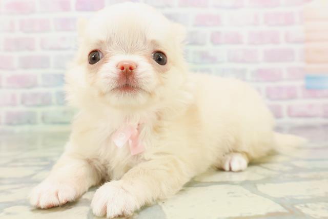 東京都のチワワ(ロング) (Coo&RIKU八王子西店/2026年5月14日生まれ/女の子/クリーム)の子犬の2枚目の画像
