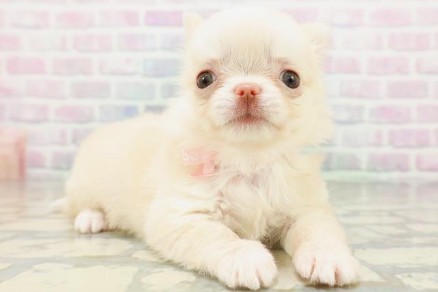 東京都のチワワ(ロング) (Coo&RIKU八王子西店/2026年5月14日生まれ/女の子/クリーム)の子犬の3枚目の画像