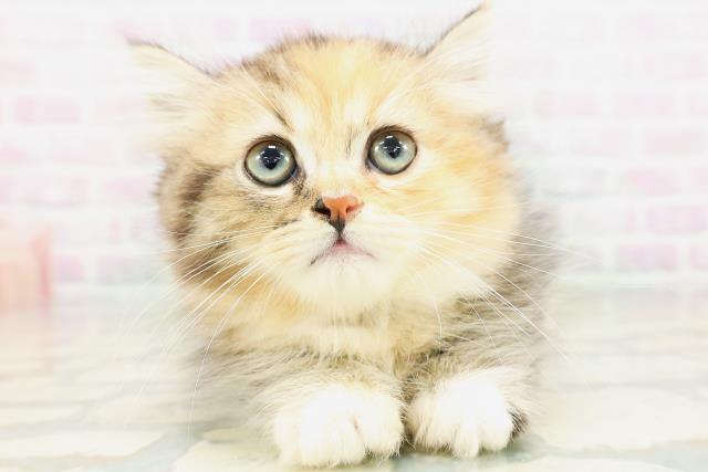千葉県のミヌエット (Coo&RIKU東船橋店/2026年5月13日生まれ/女の子/キャリコ)の子猫の1枚目の画像