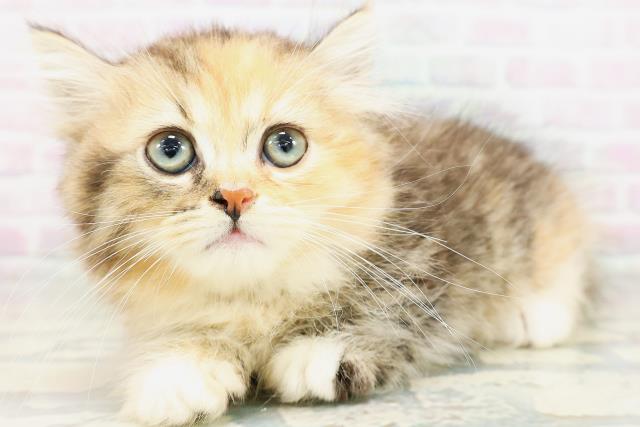千葉県のミヌエット (Coo&RIKU東船橋店/2026年5月13日生まれ/女の子/キャリコ)の子猫の2枚目の画像