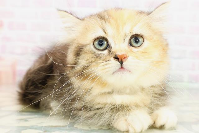 千葉県のミヌエット (Coo&RIKU東船橋店/2026年5月13日生まれ/女の子/キャリコ)の子猫の3枚目の画像