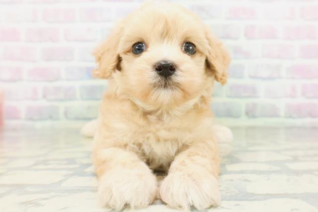神奈川県のマルプー(マルチーズ×プードル) (Coo&RIKU秦野店/2026年5月21日生まれ/男の子/クリーム)の子犬の1枚目の画像