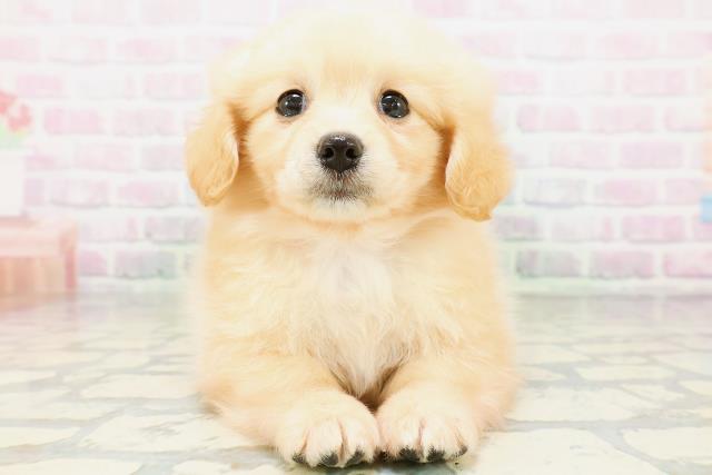 ポメックス(ポメラニアン×ダックス)の子犬を価格や特徴で探す|ペット