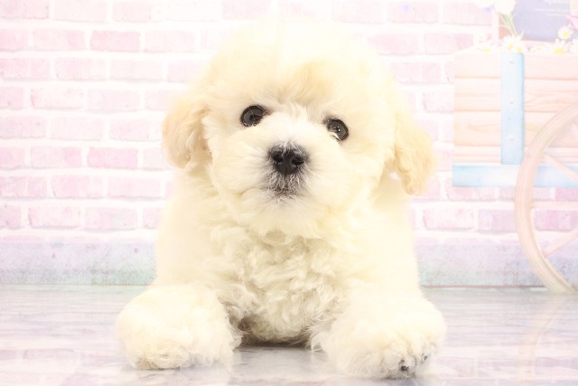 大阪府のトイプードル(トイ) (Coo&RIKU城東古市店/2026年5月20日生まれ/男の子/ホワイト)の子犬の1枚目の画像