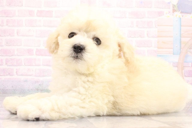 大阪府のトイプードル(トイ) (Coo&RIKU城東古市店/2026年5月20日生まれ/男の子/ホワイト)の子犬の3枚目の画像