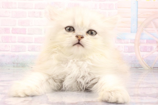大阪府のペルシャ (Coo&RIKU心斎橋店/2026年5月21日生まれ/男の子/チンチラシルバー)の子猫の1枚目の画像