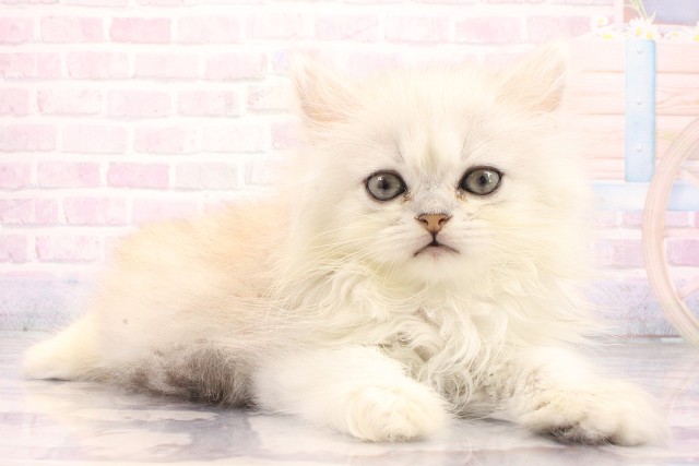 大阪府のペルシャ (Coo&RIKU心斎橋店/2026年5月21日生まれ/男の子/チンチラシルバー)の子猫の2枚目の画像