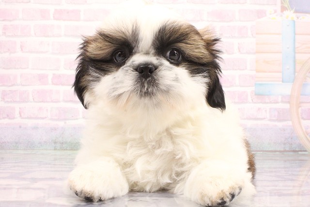 大阪府のシーズー (Coo&RIKU天王寺店/2026年5月21日生まれ/男の子/ホワイトゴールド)の子犬の1枚目の画像